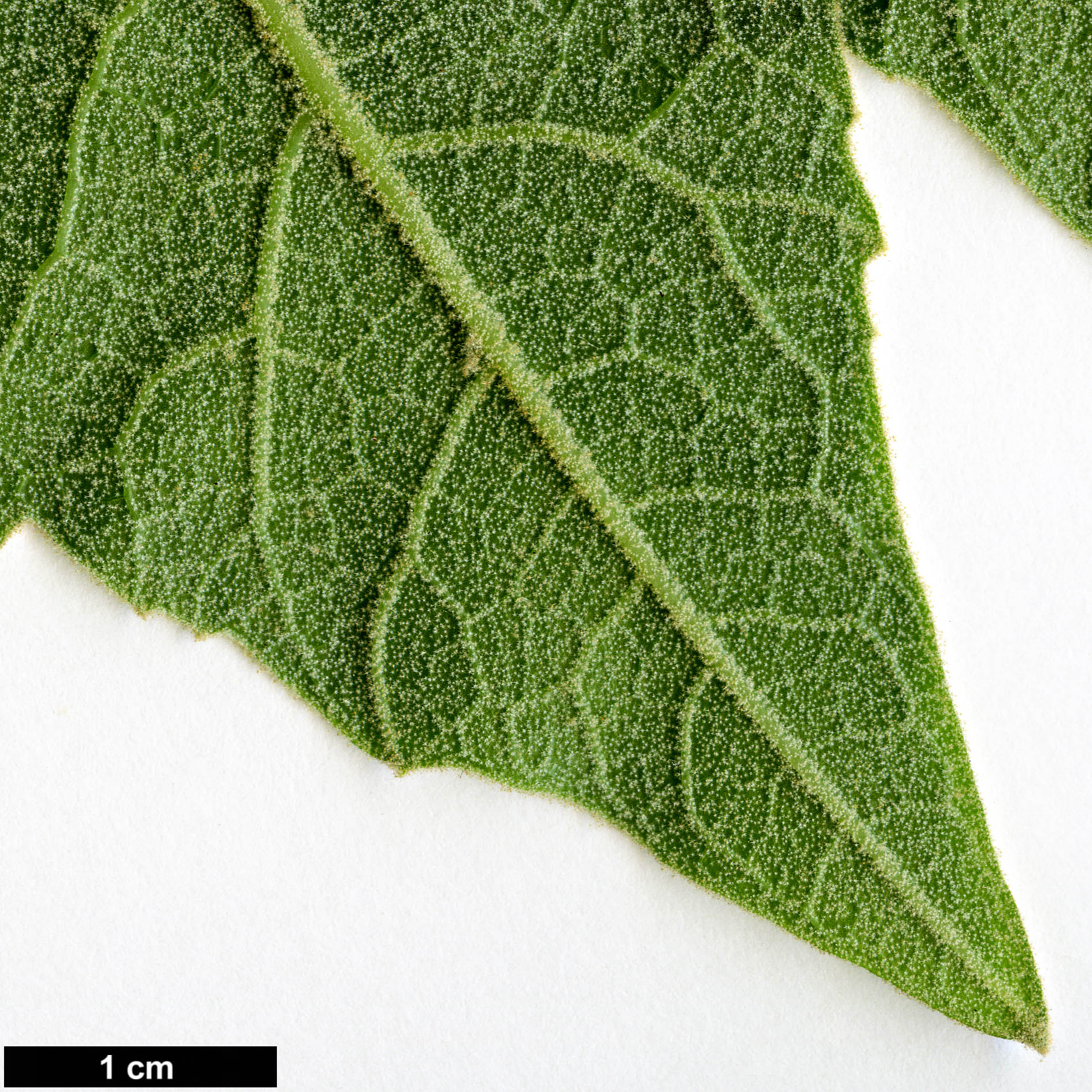 High resolution image: Family: Araliaceae - Genus: Tetrapanax - Taxon: papyrifer